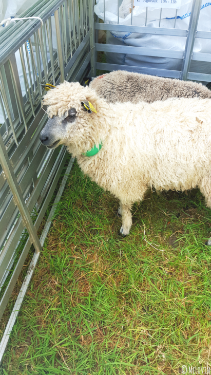 Un mouton bien frisé au festival "Des Fibres aux Fils" en Bretagne, dans les Monts d'Arrée