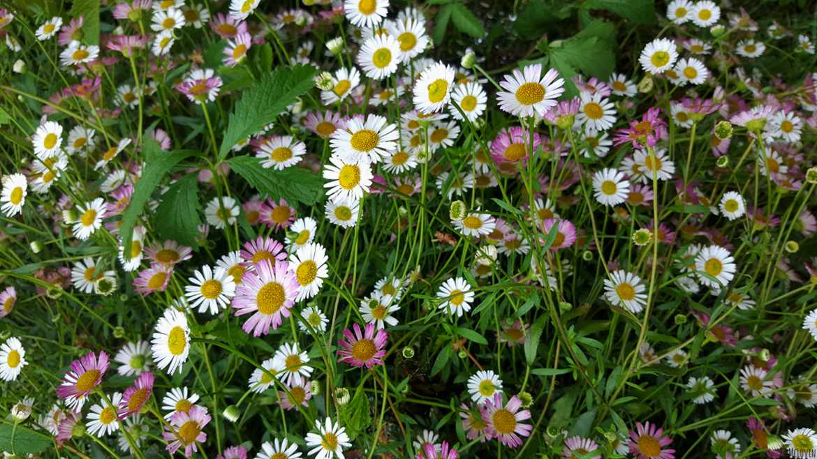 Pâquerettes devant l'abbaye Saint-Magloire de Léhon lors de l'Instameet Dinan Léhon 2016