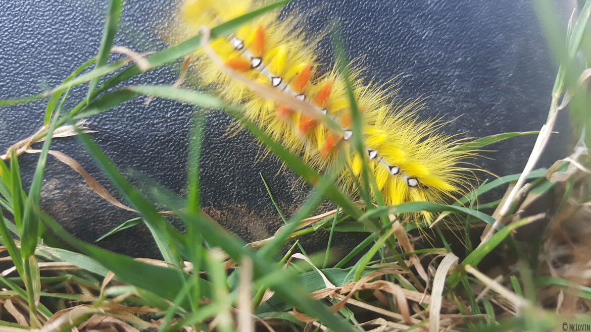 Chenille rouge et jaune de papillon noctuelle de l'érable dans le jardin