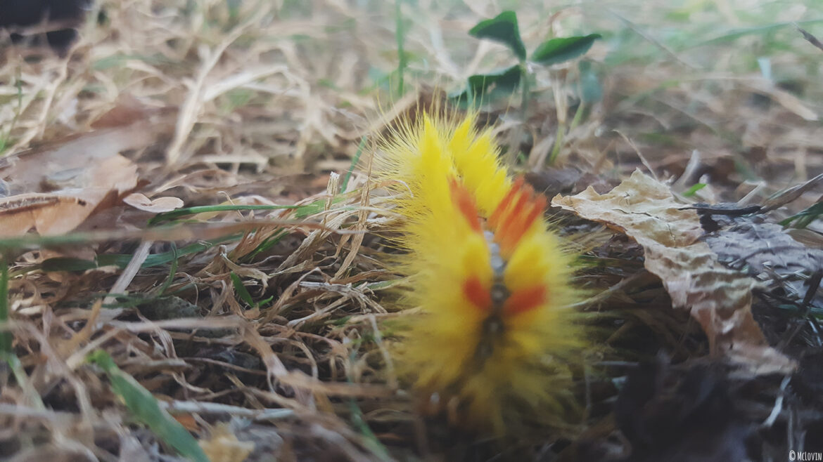 Chenille rouge et jaune de papillon noctuelle de l'érable dans le jardin