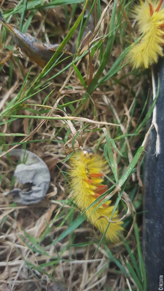 Chenille rouge et jaune de papillon noctuelle de l'érable dans le jardin
