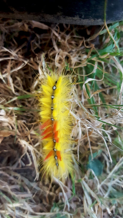 Chenille rouge et jaune de papillon noctuelle de l'érable dans le jardin