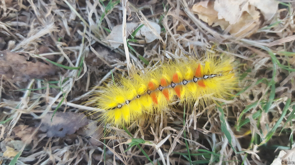 Chenille rouge et jaune de papillon noctuelle de l'érable dans le jardin