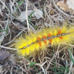 Chenille rouge et jaune de papillon noctuelle de l'érable dans le jardin