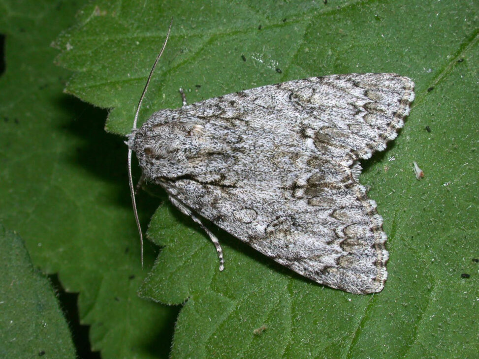 Papillon / imago de noctuelle de l'érable, papillon de nuit. Source : lepinet.fr