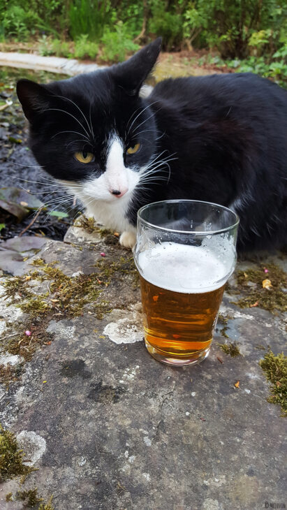Bouteille et verre de la bière blonde des Faucheurs Volontaires d'OGM devant le chat ! :)