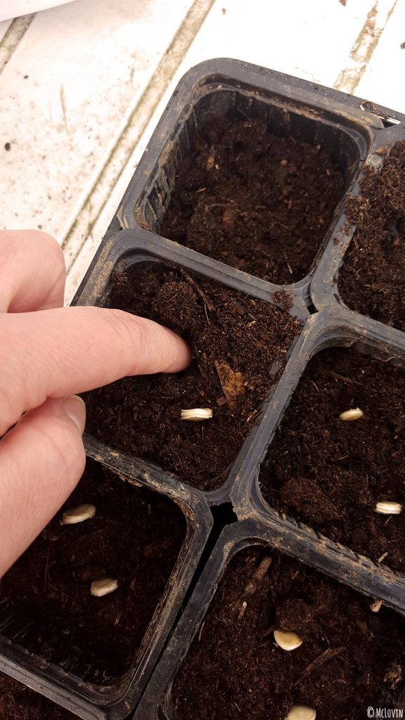 Les graines de courges en cours de semis dans des gobelets plastiques dans la serre.