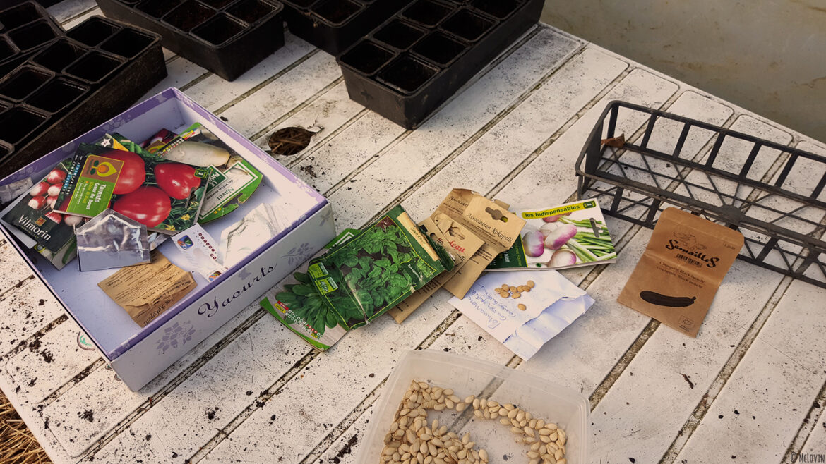 Les diférentes graines à semer, à planter dans les gobelets plastiques de la serre.