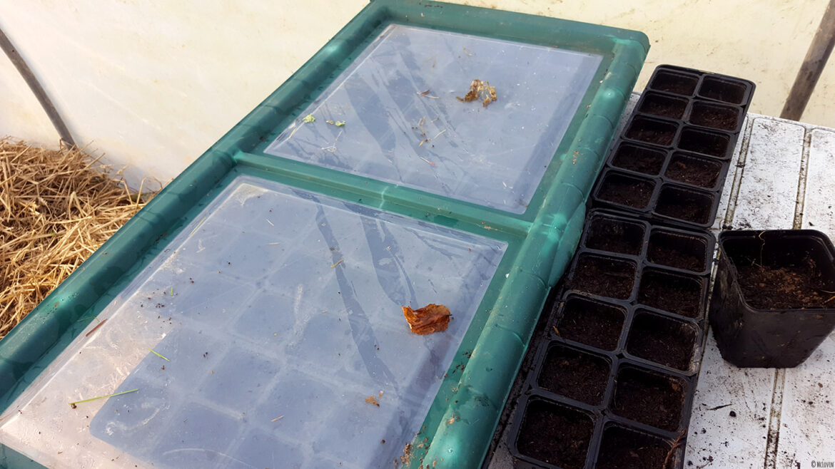 Les graines plantées dans le mélange terre / terreau des godets plastiques mises à l'abri dans la serre.