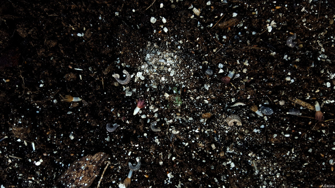 Les graines de fleurs comestibles dans le mélange terre / terreau de la jardinière de la serre.