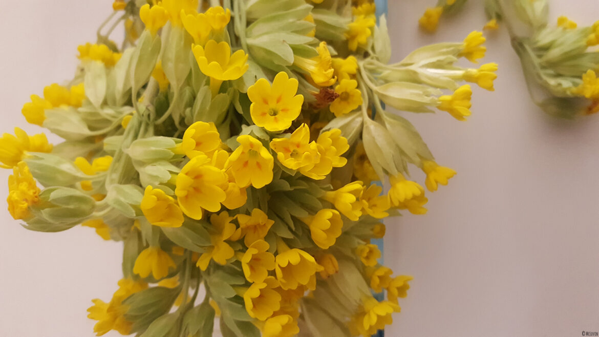 Une partie de ma cueillette de fleurs comestibles jaunes de coucou ou primevère officinale pour faire une gelée.