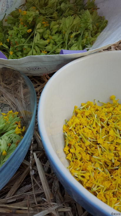 Séparation des tiges et fleurs jaunes comestibles de coucou ou primevère officinale pour la préparation d'une gelée.