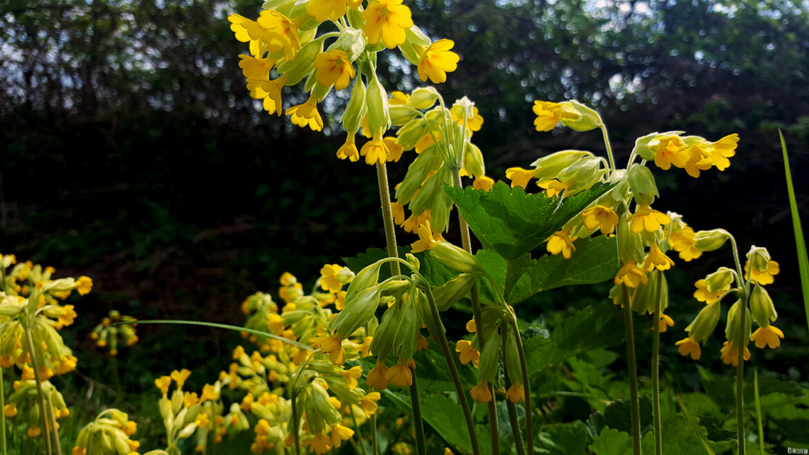 Fleurs comestibles de coucou ou primevère officinale jaunes dans mon jardin.
