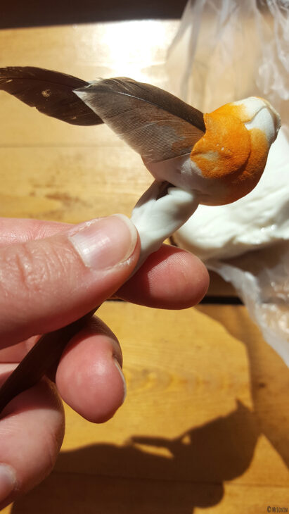 Le pique à cheveux oiseau fait main DIY de McLovin en pleine fabrication.