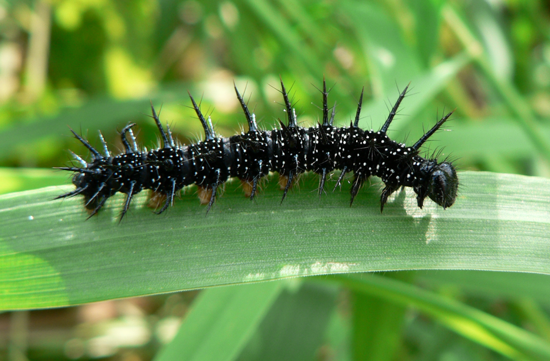 La chenille noire et blanche avec des piques du papillon paon du jour