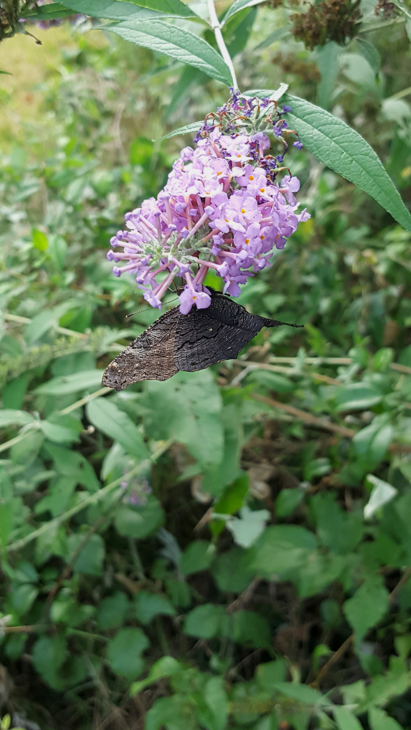 Un imago de papillon paon du jour dans mon jardin vu du dessous.