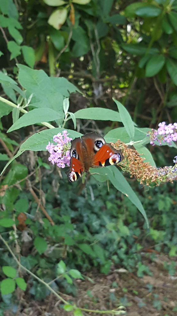 Un imago de papillon paon du jour dans mon jardin vu du dessus.