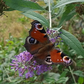 Un imago de papillon paon du jour dans mon jardin vu du dessus.