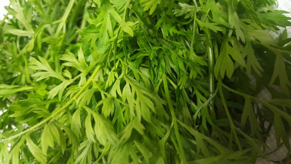 Des fanes de carottes du marché.