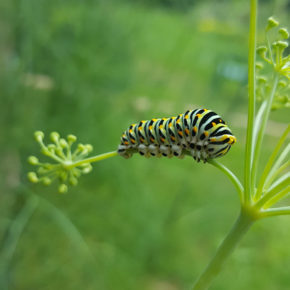 Une chenille verte jaune orangé et noire de papillon machaon ou grand porte-queue dans le fenouil de mon jardin vue de loin.