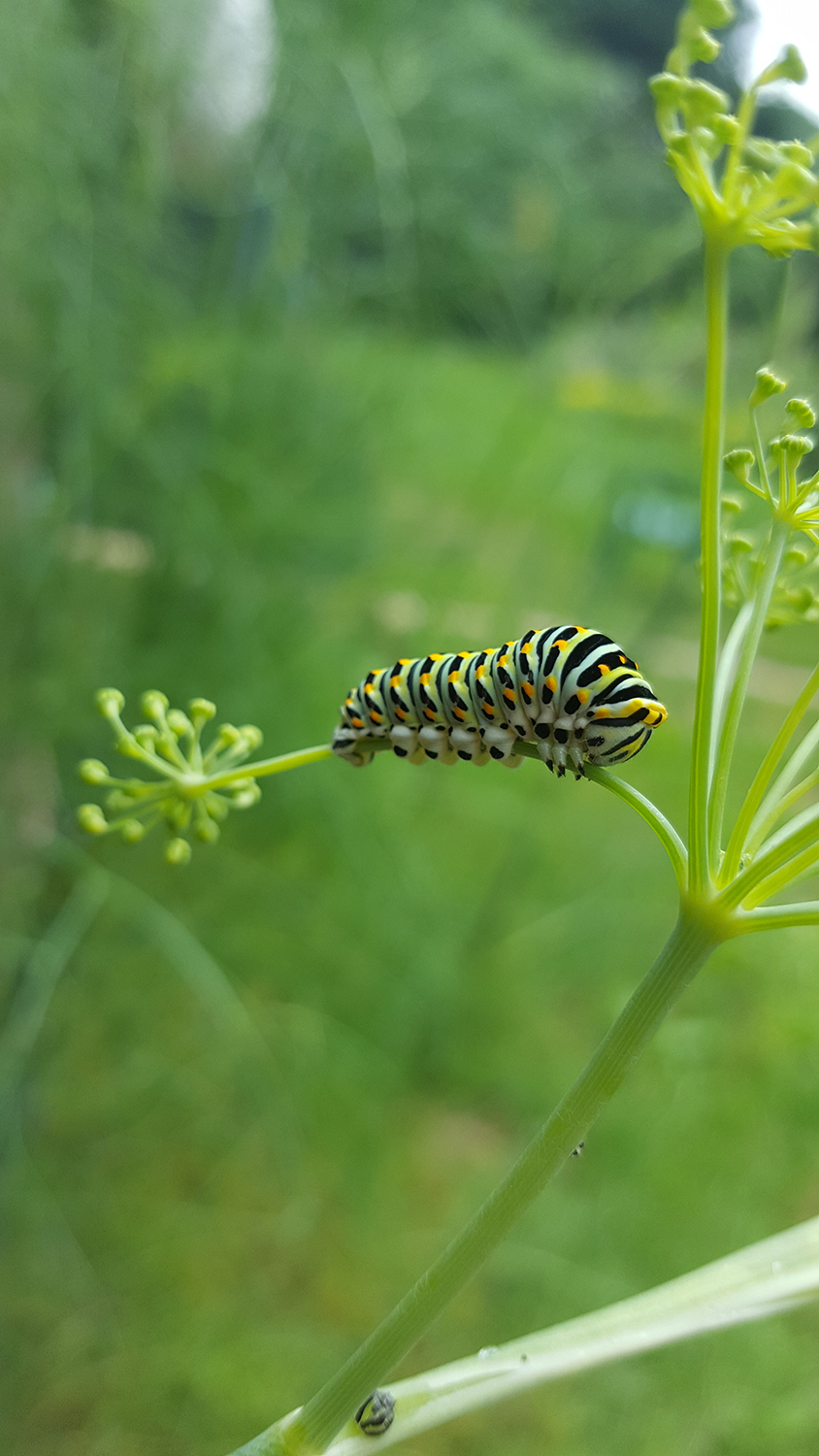 Une chenille verte jaune orangé et noire de papillon machaon ou grand porte-queue dans le fenouil de mon jardin vue de loin.