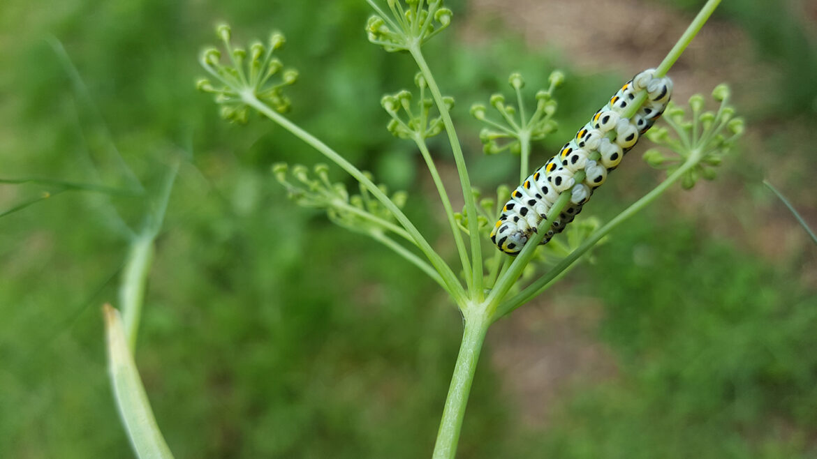 Une chenille verte jaune orangé et noire de papillon machaon ou grand porte-queue dans le fenouil de mon jardin vue de dessous.