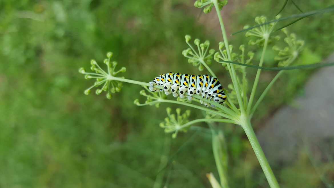 Une chenille verte jaune orangé et noire de papillon machaon ou grand porte-queue dans le fenouil de mon jardin vue de côté.