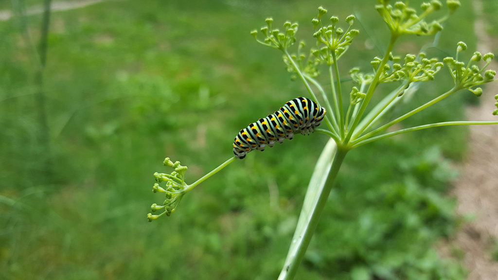 Une chenille verte jaune orangé et noire de papillon machaon ou grand porte-queue dans le fenouil de mon jardin vue de dessus.