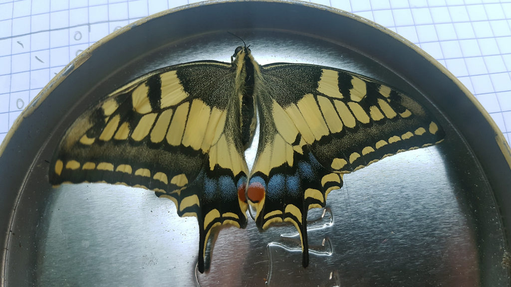 Un imago de papillon machaon ou grand porte-queue jaune noir bleu et rouge trouvé par mon voisin dans la serre.
