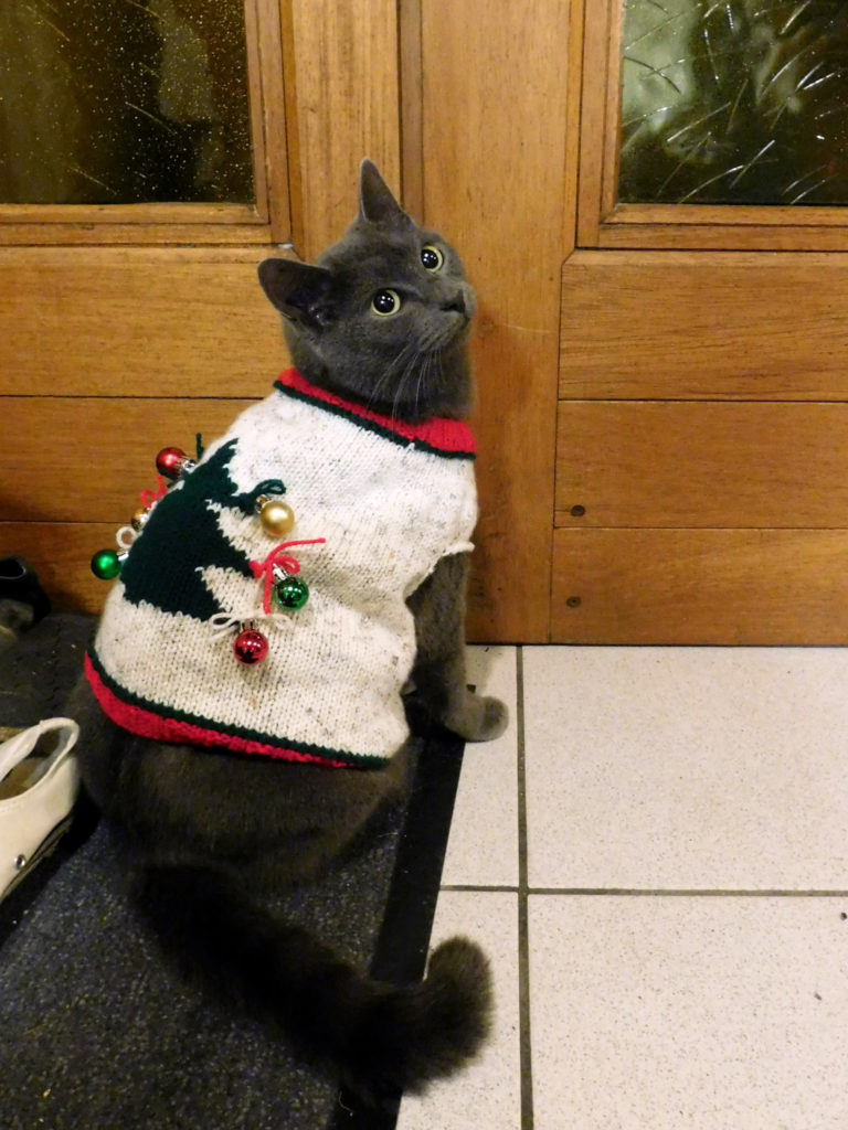Un chat avec un gilet de Noël tricoté main dans la porte de sa maison.