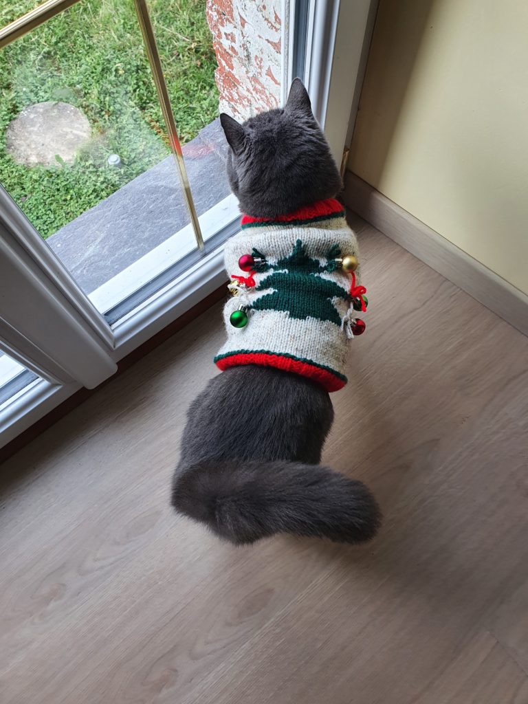 Un chat vu de dessus avec un gilet de Noël tricoté main devant une fenêtre.