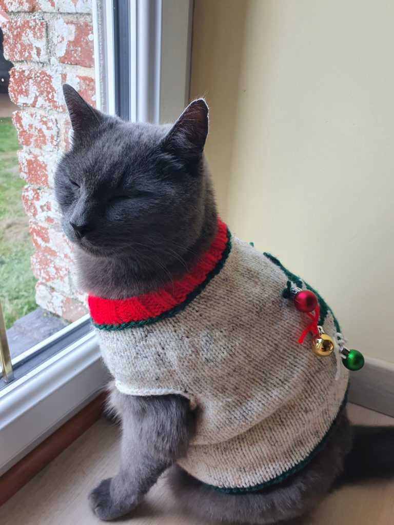 Un chat content avec les yeux mi-clos avec un gilet de Noël tricoté main devant une fenêtre.