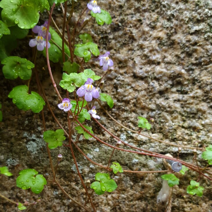 Photo Instagram de ruine de Rome sur un vieux mur pour l'Instameet Dinan Léhon 2016