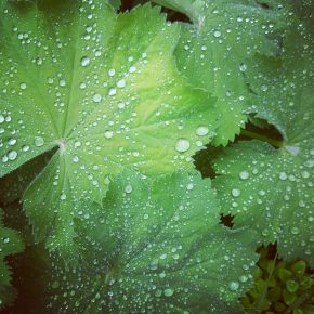 Photo Instagram de plantes sous la pluie dans le jardin de simples de l'Abbaye Saint-Magloire de Léhon pour l'Instameet Dinan Léhon 2016