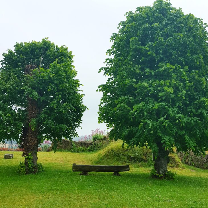 Photo Instagram d'un banc entre deux arbres dans les ruines du Château de Léhon pour l'Instameet Dinan Léhon 2016