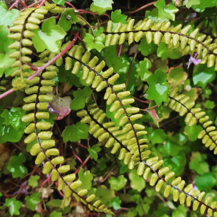 Photo Instagram de minuscules fougères dans les rues de Léhon pour l'Instameet Dinan Léhon 2016