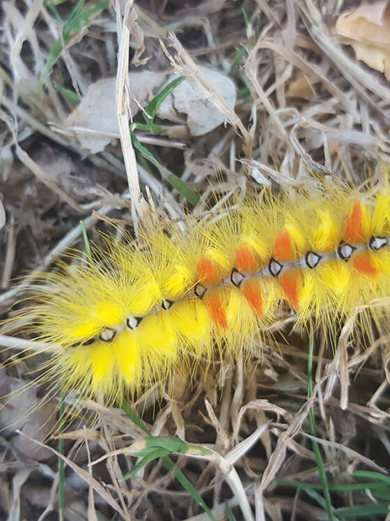 Les jolies chenilles rouges et jaunes