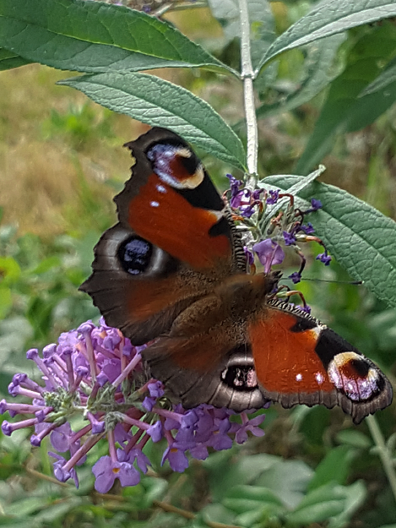 Un paon du jour dans mon jardin