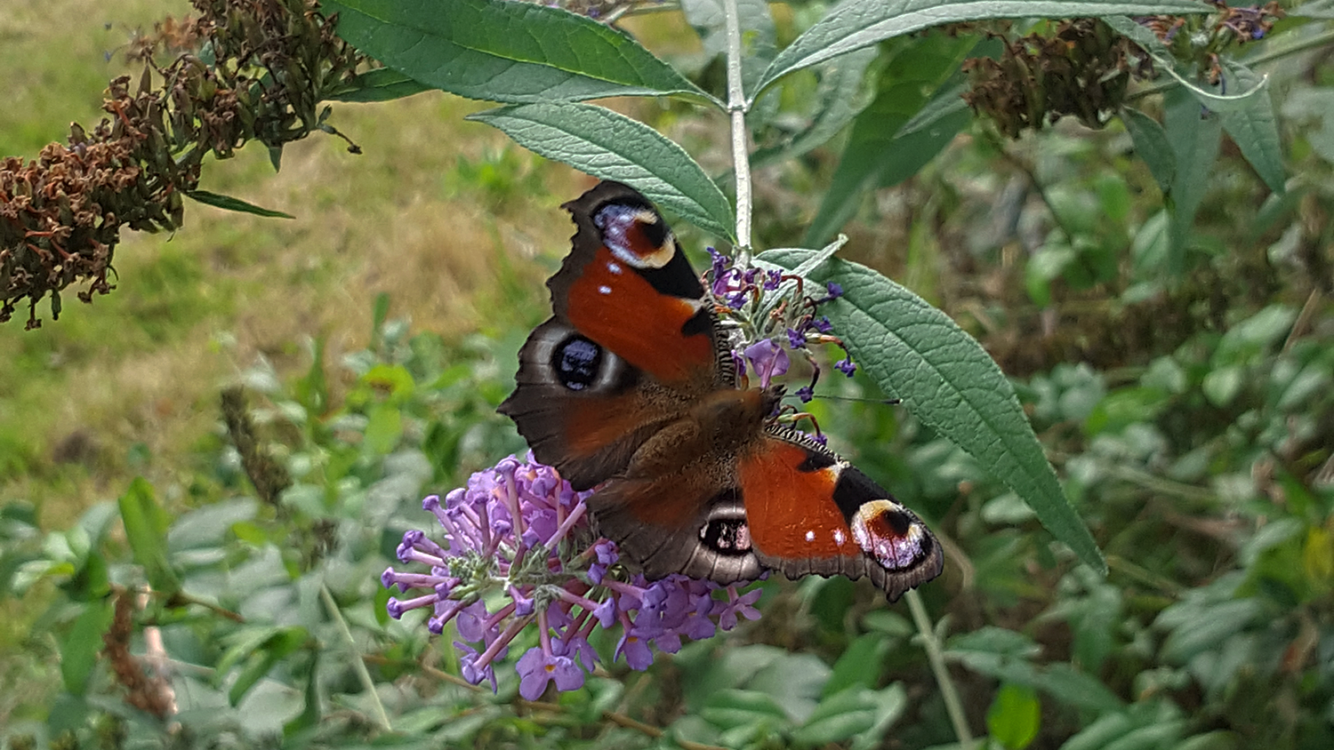 Un imago de papillon paon du jour dans mon jardin vu du dessus.