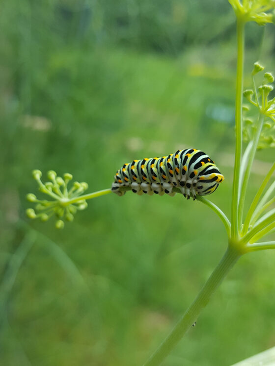 Nature – La reggae chenille de machaon