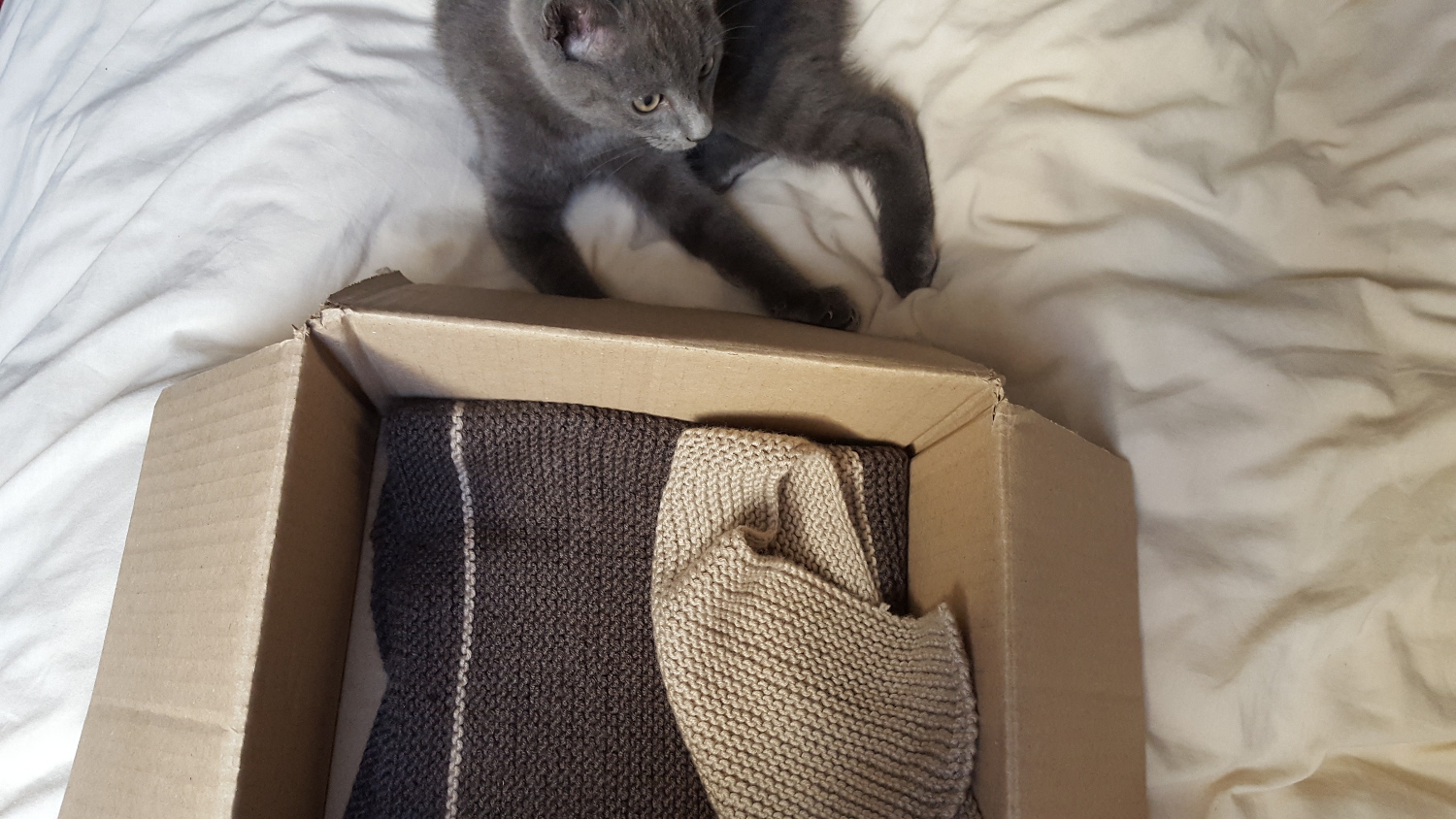 La couverture tricotée en point mousse beige et marron dans son petit carton à côté de mon chat gris chartreux.