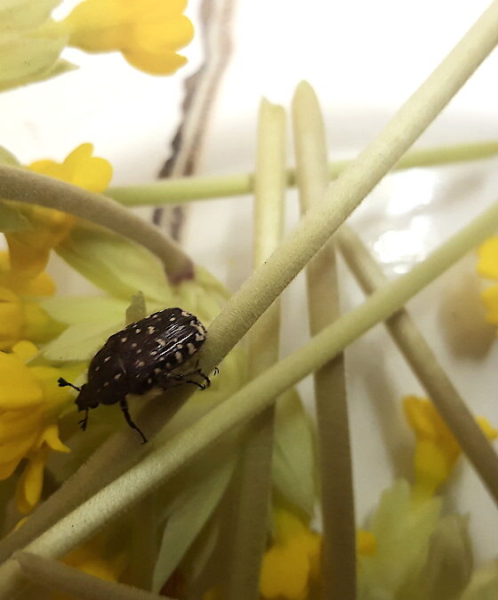 Une cétoine grise dans mes coucous