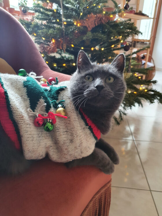 Un pull de Noël pour chat ? Challenge accepted !